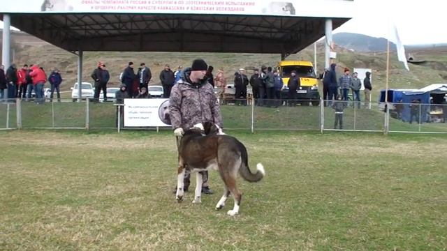 КАВКАЗ - Чемпион Кавказа-2014г. смотреть онлайн