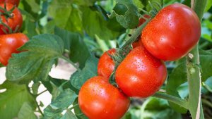 с 3 семян 5 тонн томатов, сажайте этот сорт помидор, не надо подкармливать и ухаживать! Растёт сам!