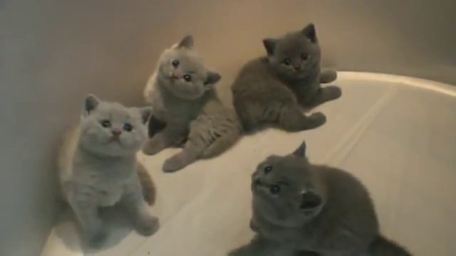 Веселые маленькие котята играют смотреть онлайн