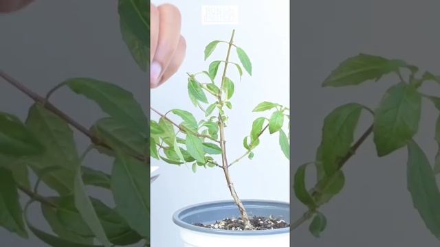 Mini Fuchsia | Fuchsia magellanica 'David' | Pruning | 1Min or Less