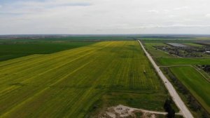 Озимый рапс. Питание. Вредители. Аленка мохнатая. Цветоед. Обработка John Deere