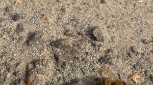 Бой пчелы против муравьёв, их банда накинулась на осу и у неё не было бы шансов без спасателей!