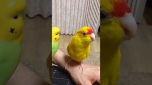 Какарик разговаривает!キガシラアオハシのおしゃべり