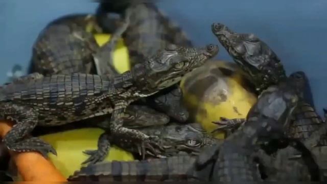 Крокодилы, как домашние питомцы????? смотреть онлайн