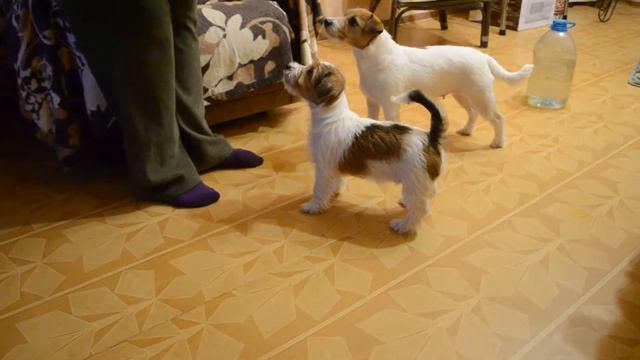 Щенок Джек рассел терьера смотреть онлайн