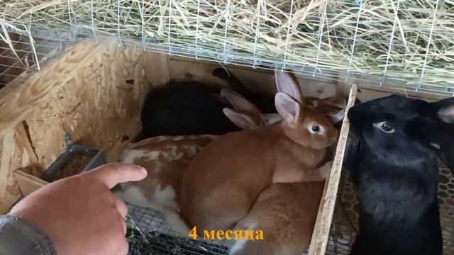 Подопытные кролики - Результативность вихревых методов (05.07.2023)[1080p] смотреть онлайн