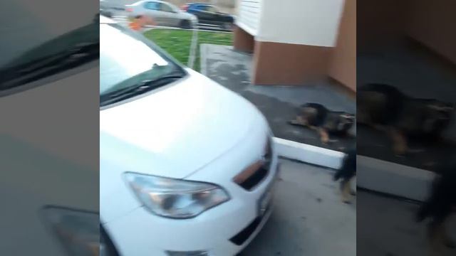 Кормите друзья мои животных по возможности и будет вам счастье! смотреть онлайн