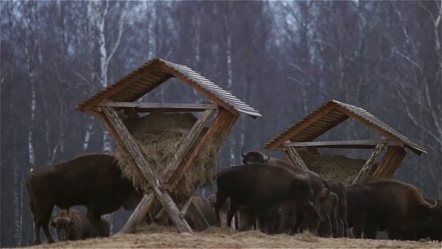 Зубры. Ноябрь. Подкормка. Bisons. November. Feeding. смотреть онлайн