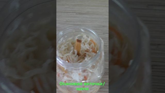 Кулинарный лайфхак для квашеной капусты