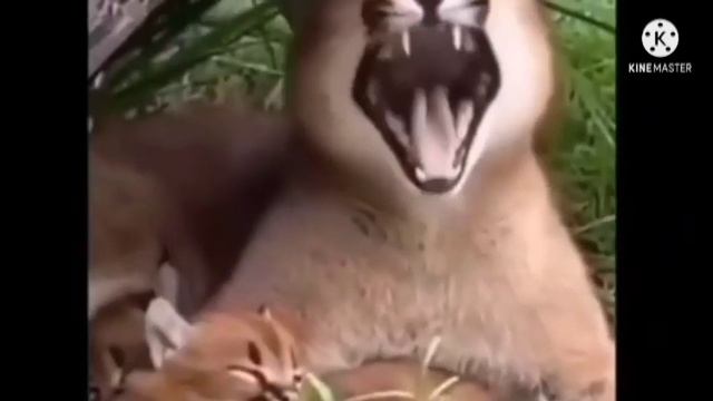 Шок!Шлёпа учит Шлепка.Gashi-Языку!!(Часть 1) смотреть онлайн