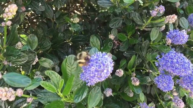Bumblebee. Шмель. Жужжание