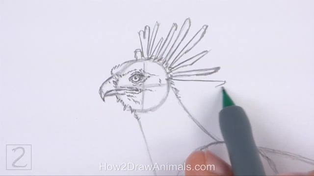 How To Draw A Secretary Bird