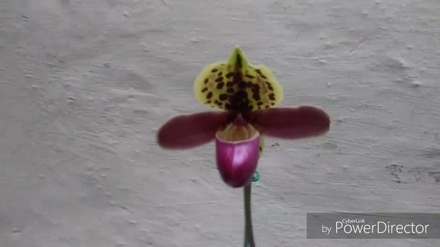 Paphiopedilum Henryanum & Epigenium Treatcheriam.