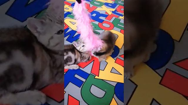 #манчкин #екатерибург #продажакотят #2019 #топ #купитькотенка #питомник #милота #самыймилыйкот #cat смотреть онлайн