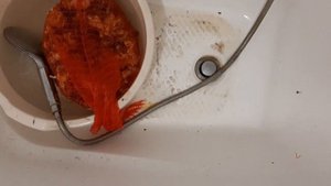 Как помыть топинабур быстро и просто/легкий способ.