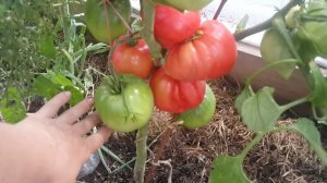 Томат "Японка" 7.8 кг с 1 куста