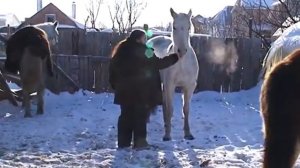 Приют для лошадей в с  Тимофеевка ищет друзей