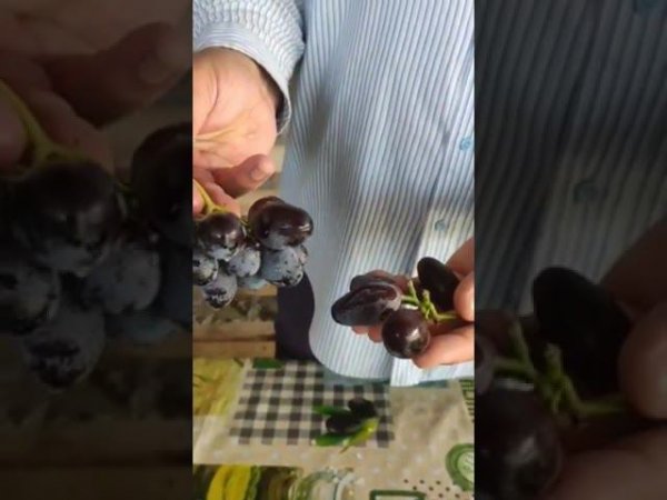 Видео от покупателя саженцев - сигналки