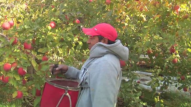 Fuji Apples- Delicious смотреть онлайн