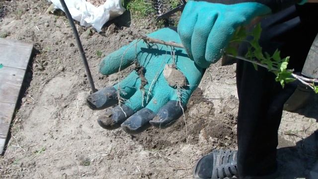 Размножение крыжовника отводкой. смотреть онлайн