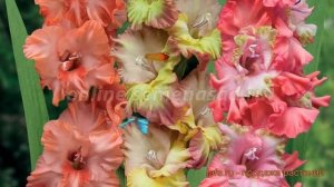 Гладиолус крупноцветковый Богиня утренней зари ? обзор: как сажать, луковицы гладиолуса