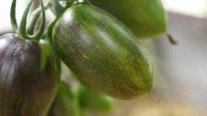 Томат, который удивит ваших соседей! Атомный виноград Бреда (Brad's Atomic Grape)