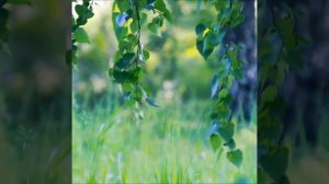 Пеларгонии душистые серии Fragrance