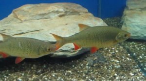 Красноперка в аквариуме