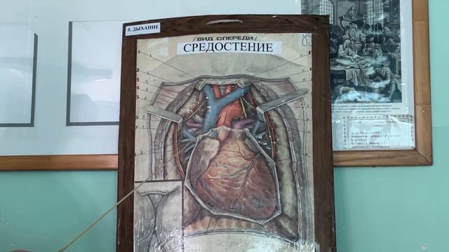 Видеолекция "Средостение" смотреть онлайн