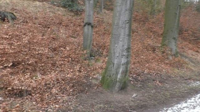 Одиночный пеший поход по лесу
