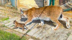 РЫСЬ ХАННА ВЫВОДИТ КОТЁНКА НА ПРОГУЛКУ / Бобрёнок общается с мамой