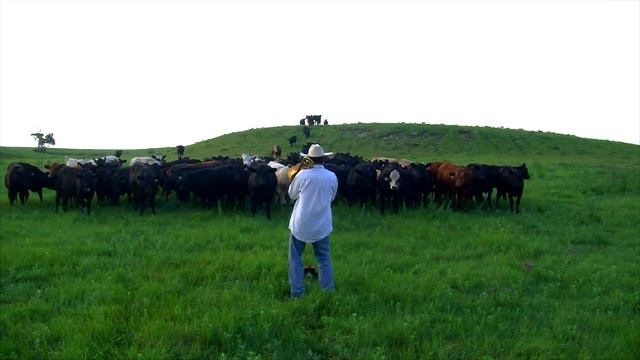 Calling in the Cows playing "Old Town Road" on the Trombone смотреть онлайн