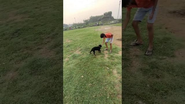 Boy Playing With Rottwelier Puppy In Ground And Feeding Leo