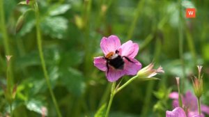 Видеозарисовка «Монрепо»