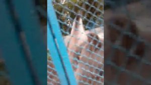 Защита цветов от кошек(73)