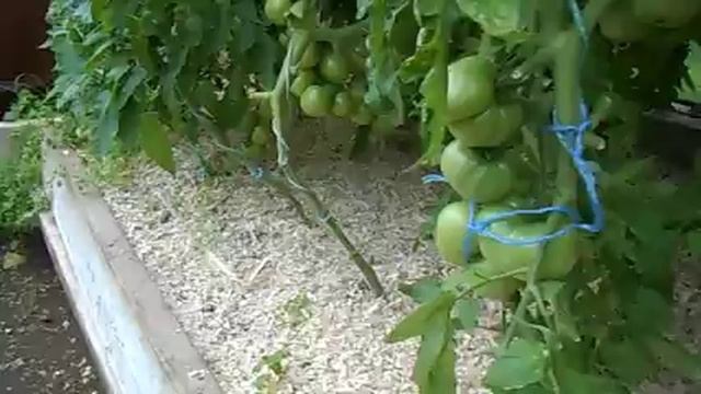 ТОМАТ САНЬКА-ПОЧЕМУ РАЗНЫЙ.. смотреть онлайн