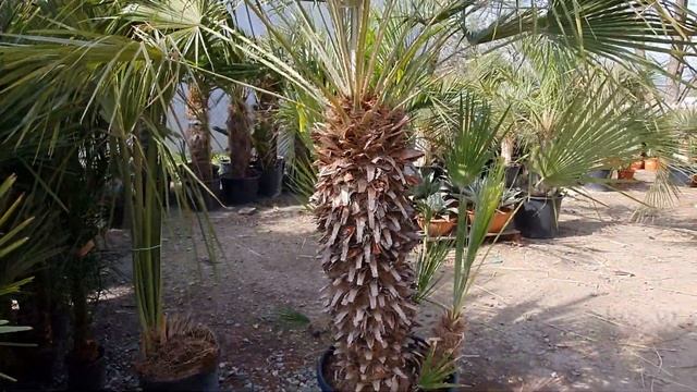 BestpalmTV. Chamaerops humilis ?