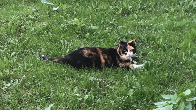 Кошка ловит мышь смотреть онлайн