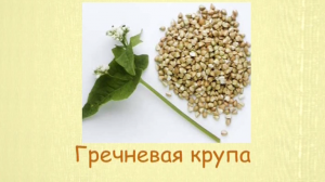 Гречневая крупа