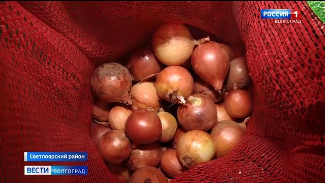 Крупные волгоградские овощеводы автоматизируют хранение продукции смотреть онлайн