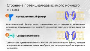 Тема 1. Возбудимые ткани. Вопрос 3.
