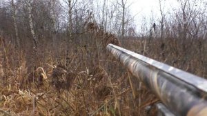 Охота с дратхааром на вальдшнепа