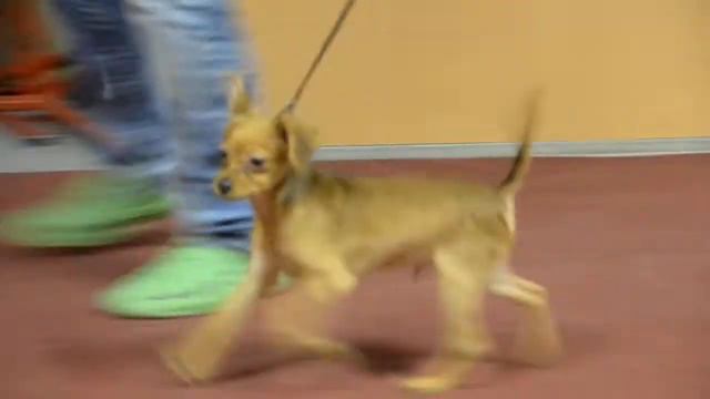 Сноу Мирекл Ноу Хау, 4 месяца смотреть онлайн