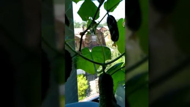 Хороший урожай на окне огурчиков сорта Колибри. смотреть онлайн