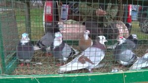 Птичий рынок - Павловская. Часть 1. [21.03.2021]