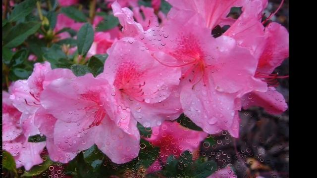 Cамые опасные комнатные растения для домашних животных...... смотреть онлайн