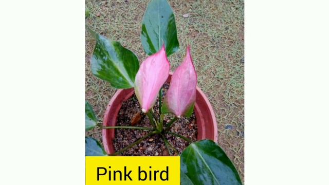 Identify 100 Anthurium Varieties | anthurium wagawa sinhala | anthurium wagawa | ඇන්තූරියම් වගාව | смотреть онлайн