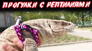 Прогулки с рептилиями.mp4