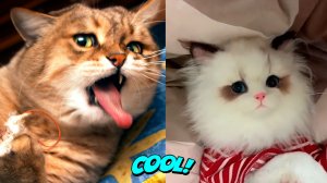 Самые смешные кошки и собаки  Милые животные #7