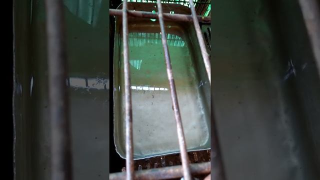 Нутрии купаются #нутрии #купание #купаются смотреть онлайн